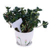 White Garden Potting Labels Tags For Plants Herbs Seeds