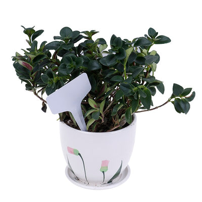 White Garden Potting Labels Tags For Plants Herbs Seeds