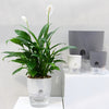 Transparent Double Layer Plastic Flower Pot Self Watering